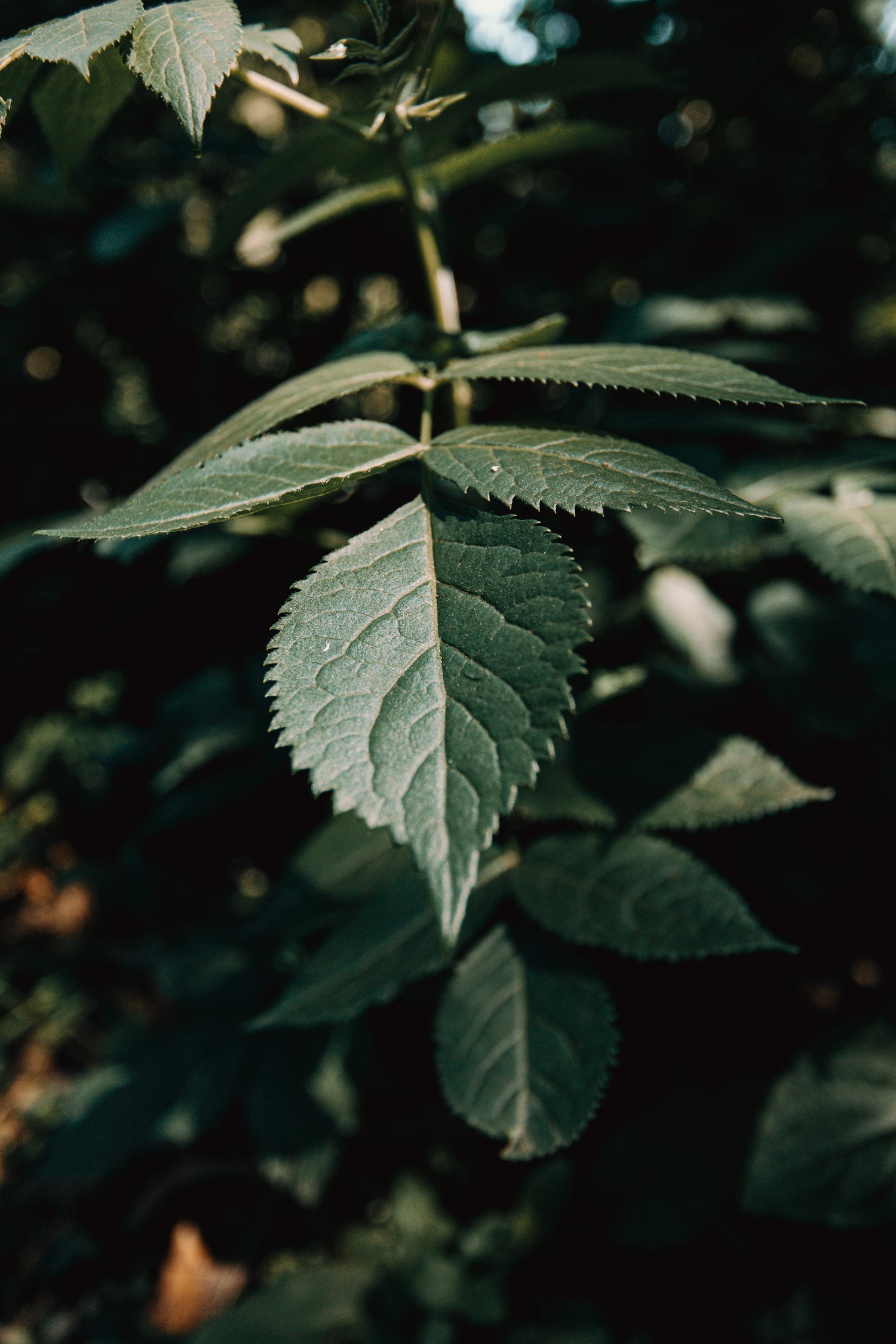 close-up-of-green-leaves