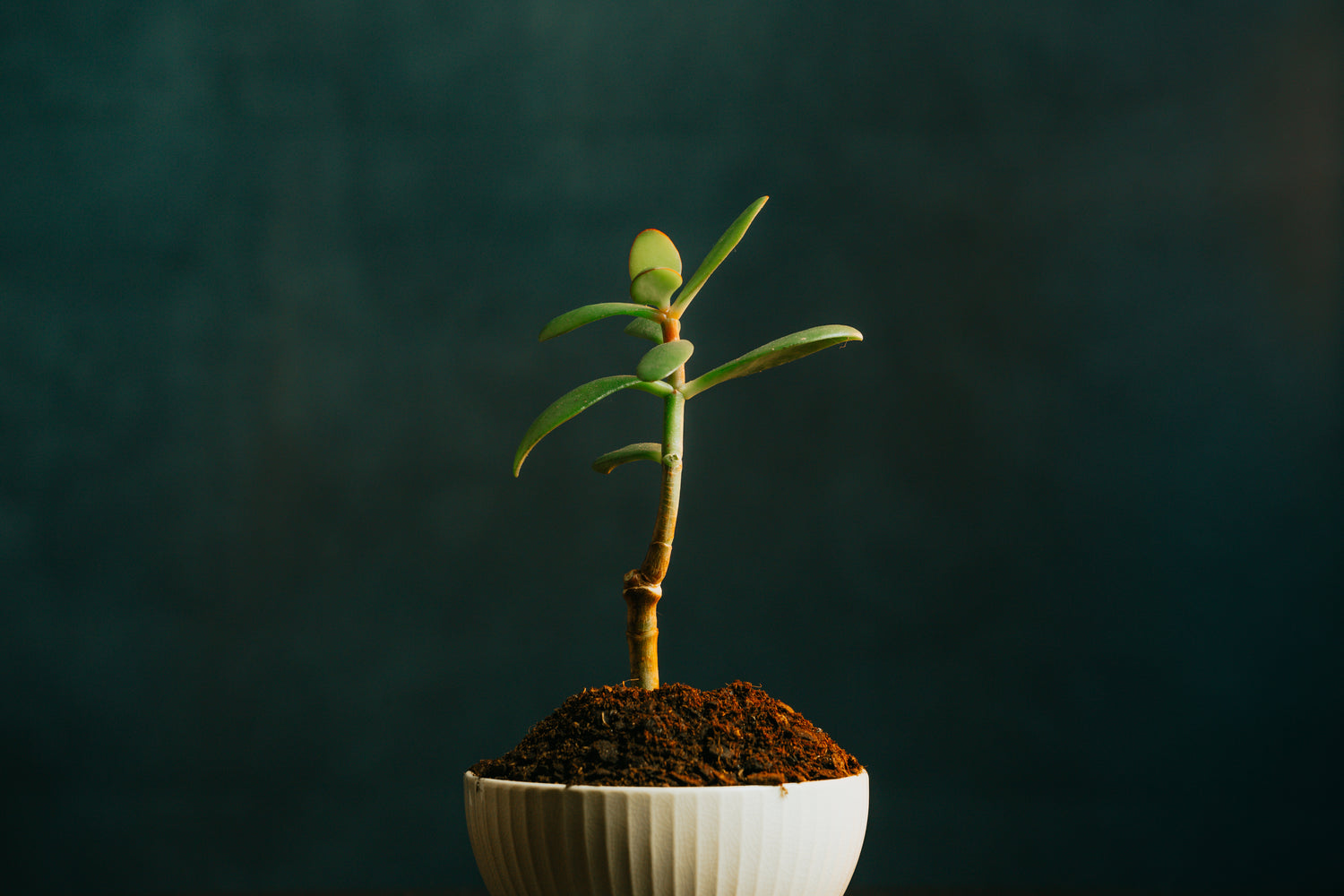 green-potted-plant